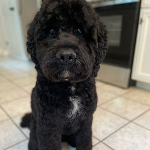 Meet your Posher, Danika